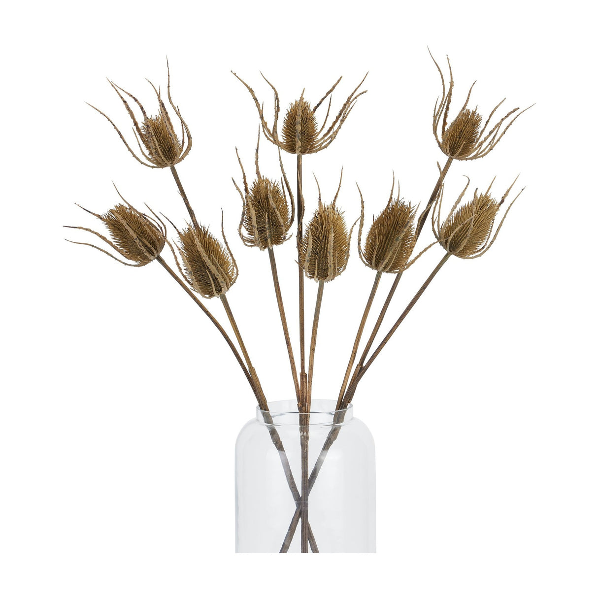 Hill Interiors Large Brown Triple Teasle Stems arranged in a clear glass vase, showing textured seed heads in warm brown tones on tall upright stalks.