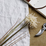 Hill Interiors Cream Aster Spider Chrysanthemum Stem with fine curling petals and slim leaves, styled on linen beside a leather journal and pruners.