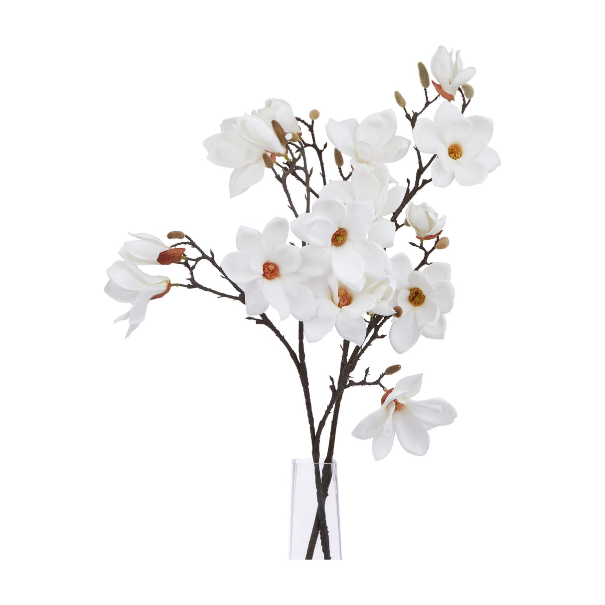 Hill Interiors White Magnolia Stem with layered blooms and buds on dark branches, arranged in a clear glass vase against a white background.