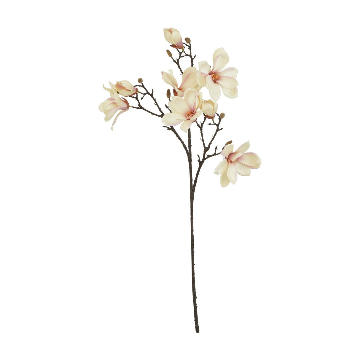 Hill Interiors Pale Apricot Magnolia Stem with cream and pink blooms and buds on a woody branch, shown against a plain white background.