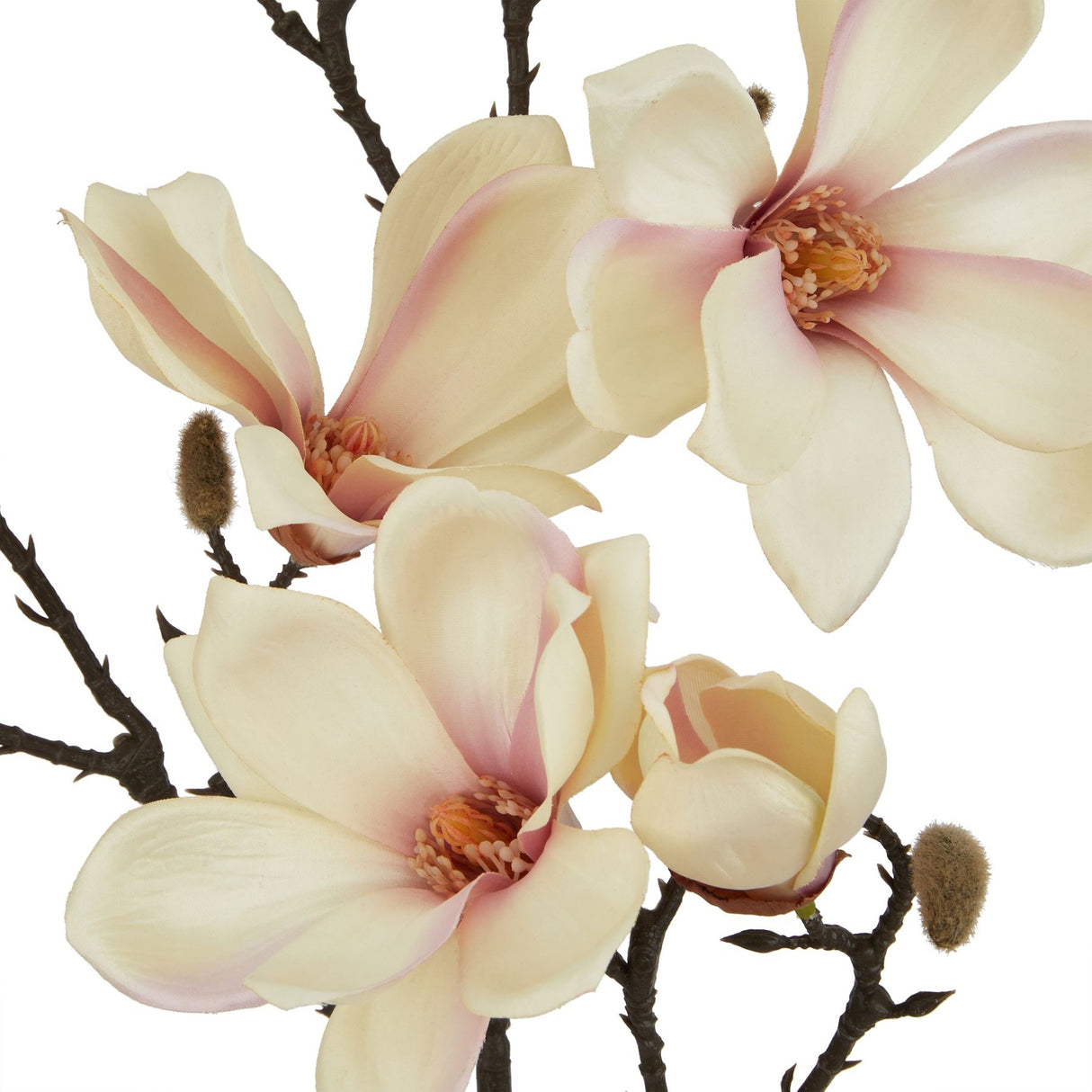 Close-up of Hill Interiors Pale Apricot Magnolia Stem showing cream petals with pink blush, orange centres and furry buds on dark branches.