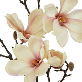 Close-up of Hill Interiors Pale Apricot Magnolia Stem showing cream petals with pink blush, orange centres and furry buds on dark branches.