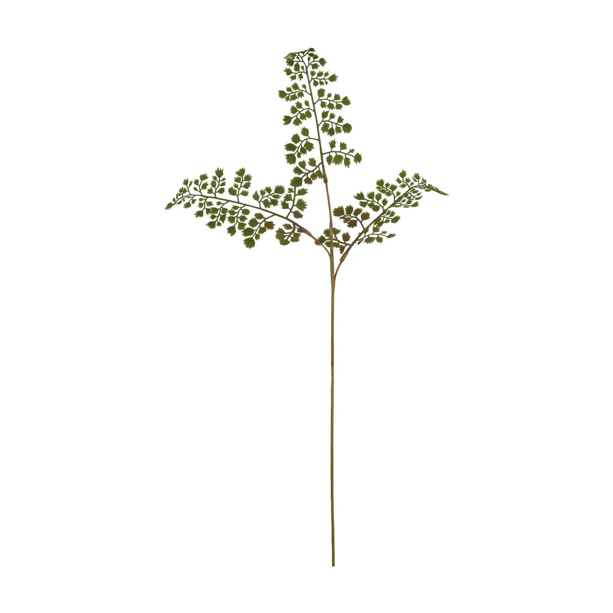 Hill Interiors Maidenhair Fern Stem with fan-shaped green leaves on fine dark stalks, shown against a plain white background.