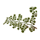 Hill Interiors Maidenhair Fern Stem with small fan-shaped green leaves along fine dark stalks, shown against a plain white background.