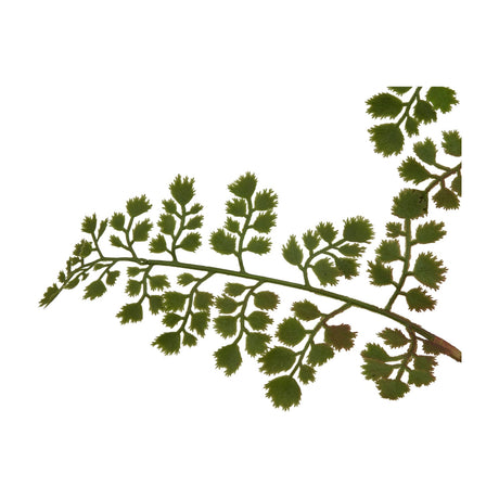 Hill Interiors Maidenhair Fern Stem with small fan-shaped green leaves along fine dark stalks, shown against a plain white background.