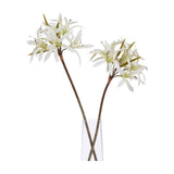 Hill Interiors White Nerine Lily Stems with slender curled petals displayed in a clear glass vase against a plain white background.