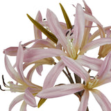 Close-up of Hill Interiors Pink Lily Stem showing blush petals with satin sheen, slender stamens and green buds against a white background.