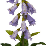 Close-up of Hill Interiors Mauve Foxglove faux stem showing tubular purple blooms with freckled throats and green buds against a white background.