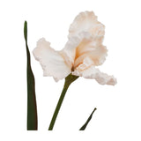 Hill Interiors Pale Apricot Fringed Iris faux flower stem with ruffled peach petals and slender green leaves, shown against a plain white background.
