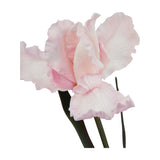 Close-up of the Hill Interiors Pale Pink Fringed Iris faux flower stem, showing ruffled feathered petals in soft pink with green stem on a white background.