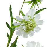 Close-up of Hill Interiors White Scabious Stem showing a frilled white bloom with a domed pale green beaded centre and slim green foliage.
