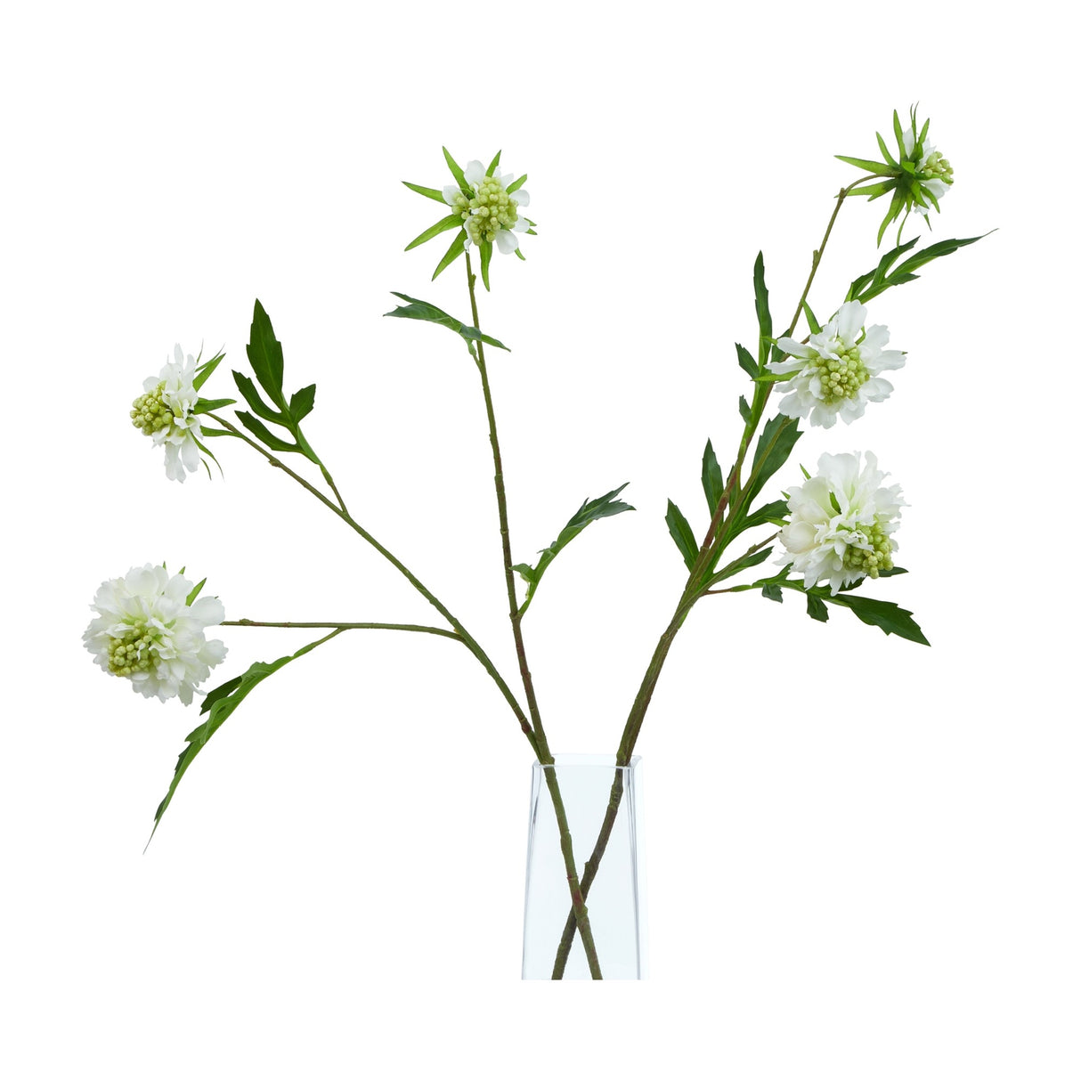 Hill Interiors White Scabious Stems with frilled white blooms, green buds and foliage, arranged in a clear glass vase against a white background.