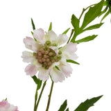 Close-up of the Hill Interiors Pale Pink Scabious Stem showing layered white and pink petals around a green and pink pincushion centre with slim leaves.