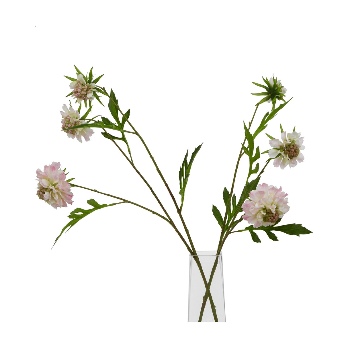 Hill Interiors Pale Pink Scabious Stem faux flowers with layered blooms, buds and slim green leaves arranged in a clear glass vase on white.