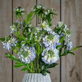Hill Interiors Pale Blue Scabious Stems arranged in a textured stone vase, showing frilled pale blue petals and green pincushion centres against wood panelling.
