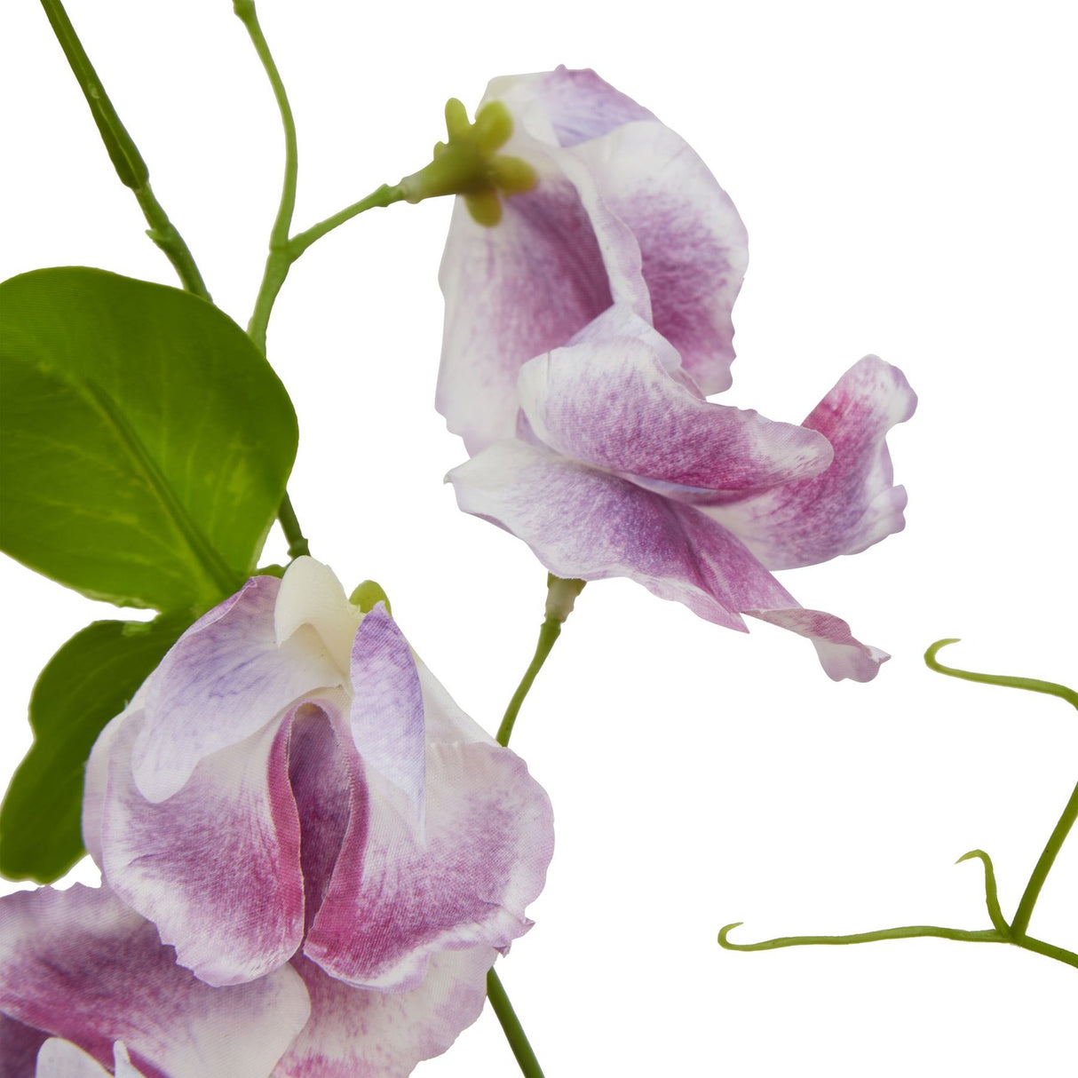 Close-up of Hill Interiors Purple Sweetpea Stem showing ruffled purple and white petals with green leaves and curling tendrils on a white background.