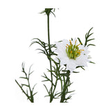 Hill Interiors White Nigella Love In A Mist faux flower stem with open white petals, green and yellow stamens and feathery foliage on a white background.