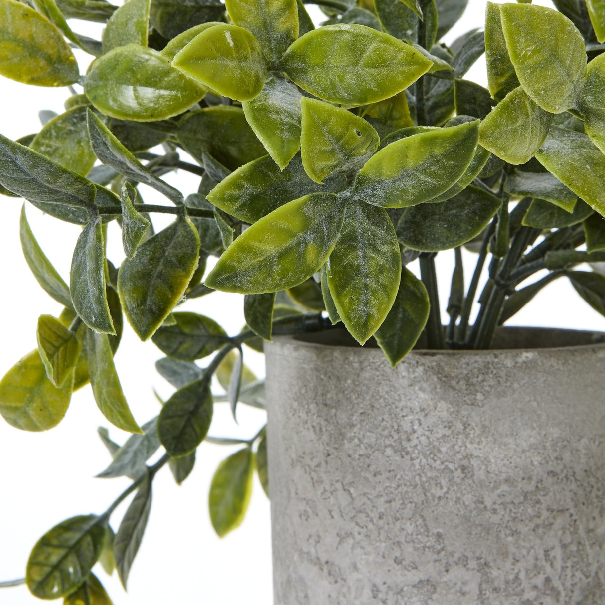 Close-up of Hill Interiors Small Box Plant showing densely packed green leaves with tonal variation, set in a textured grey pot against a white background.