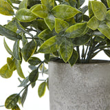 Close-up of Hill Interiors Small Box Plant showing densely packed green leaves with tonal variation, set in a textured grey pot against a white background.