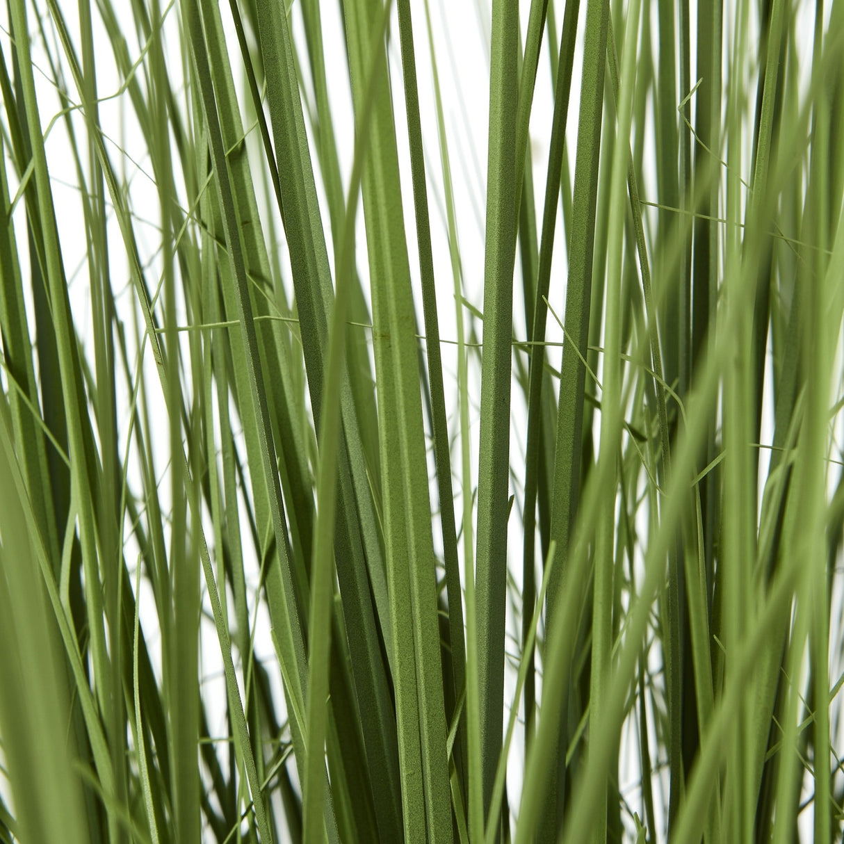 Close-up of Hill Interiors Large Onion Grass Plant In Pot showing tall, slender green blades with tapering tips against a plain white background.