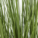 Close-up of Hill Interiors Large Onion Grass Plant In Pot showing tall, slender green blades with tapering tips against a plain white background.