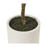 Close-up of the Hill Interiors Apulia olive tree base, showing the textured trunk set in mossy soil within a smooth white cylindrical pot.