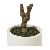 Close-up of the Hill Interiors Apulia olive tree's textured trunk rising from moss-covered base in a white cylindrical pot.