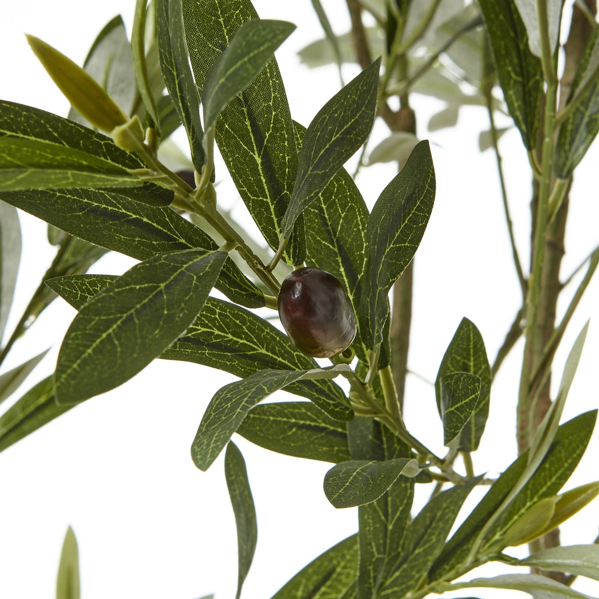 Close-up of Hill Interiors Apulia olive tree foliage showing narrow silvered-green leaves and a dark ripening olive on slender branches.