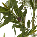 Close-up of Hill Interiors Apulia olive tree foliage showing narrow silvered-green leaves and a dark ripening olive on slender branches.