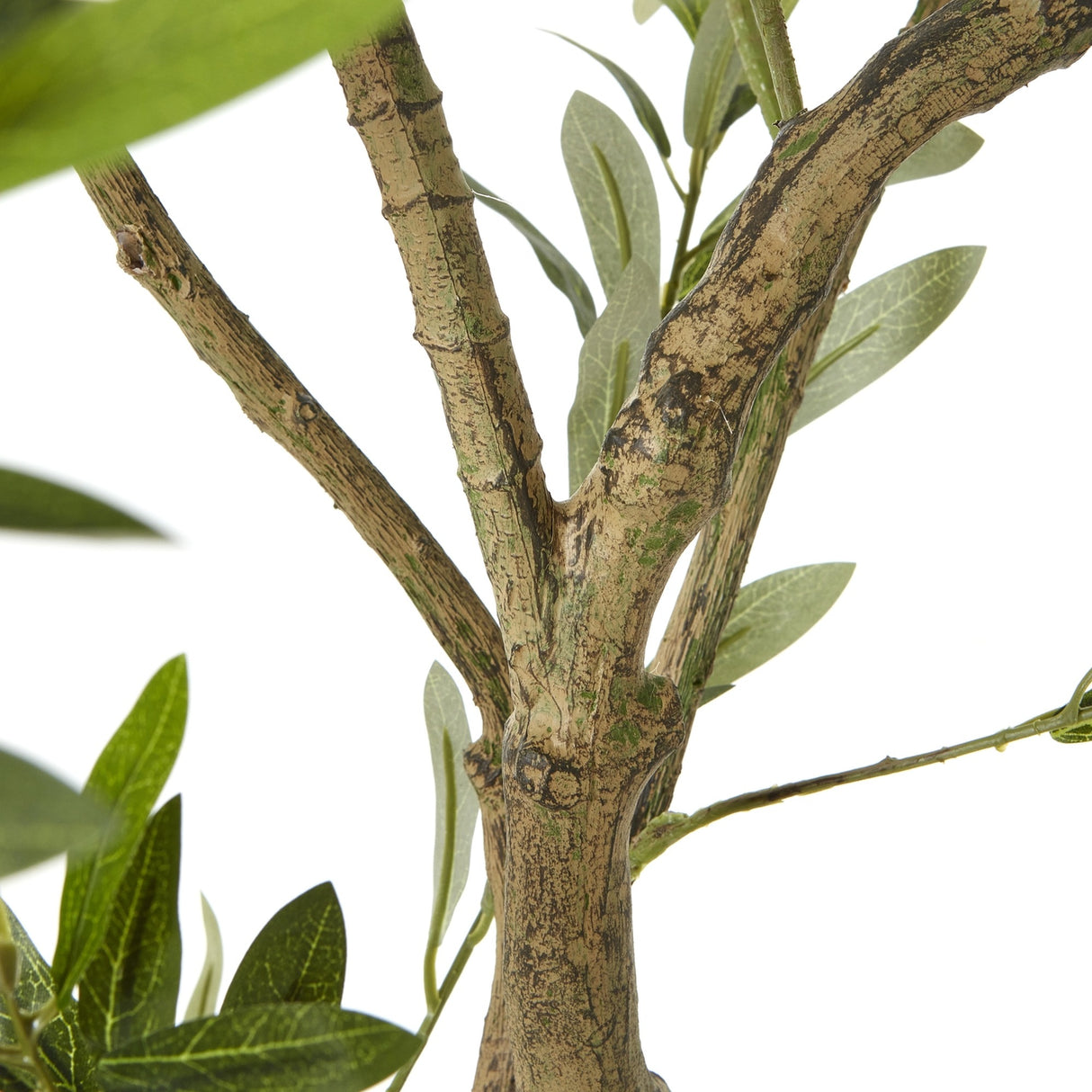Close-up of the Hill Interiors Apulia olive tree's textured branching trunk with narrow silvered-green leaves, shown against a plain white background.