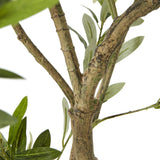 Close-up of the Hill Interiors Apulia olive tree's textured branching trunk with narrow silvered-green leaves, shown against a plain white background.