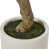 Close-up of the Hill Interiors Apulia Olive Tree base, showing a textured trunk set in mossy soil within a white cylindrical pot on a plain background.