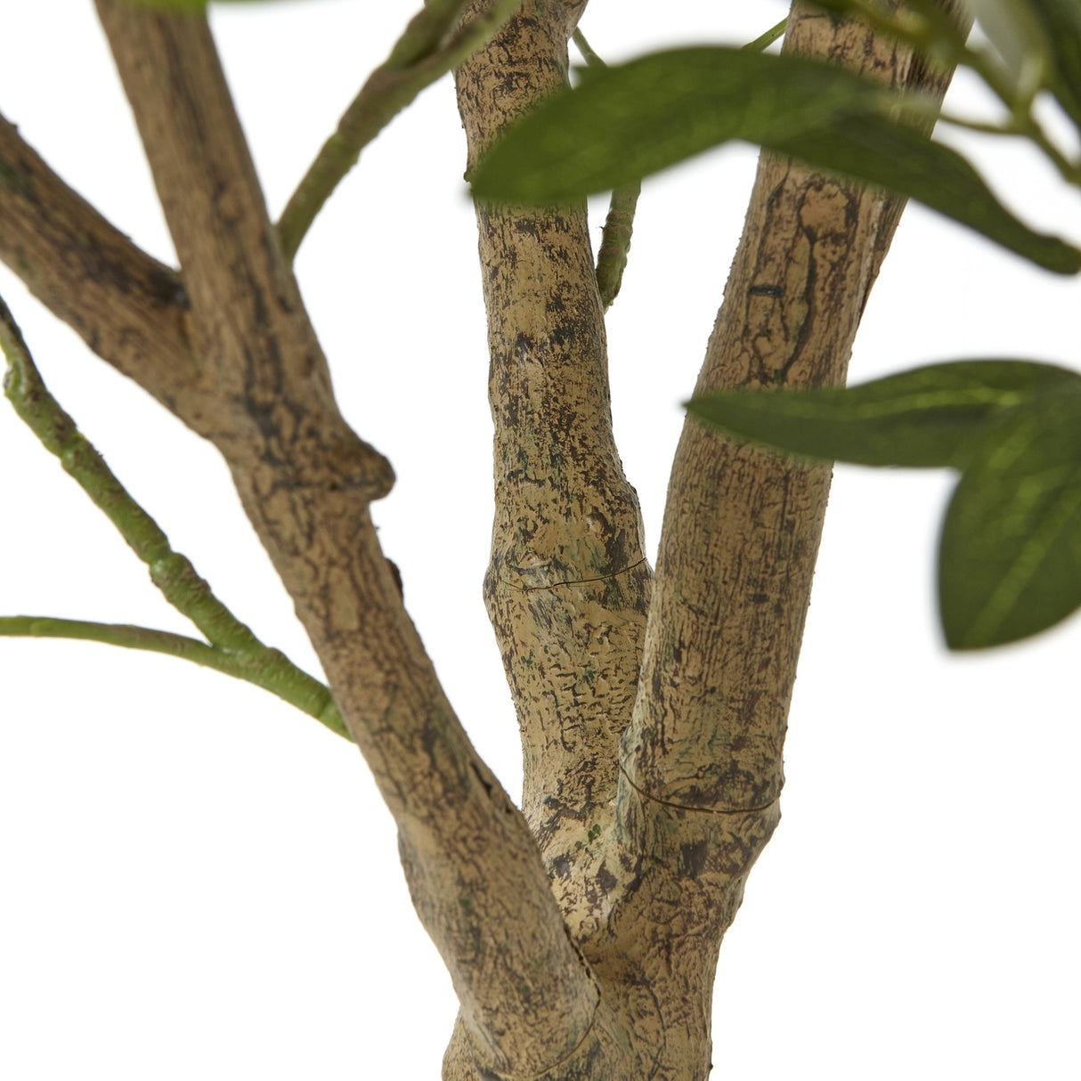 Close-up of the Hill Interiors Apulia Olive Tree's textured branching trunks with mottled bark and narrow green leaves against a white background.