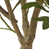Close-up of the Hill Interiors Apulia Olive Tree's textured branching trunks with mottled bark and narrow green leaves against a white background.