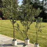 Hill Interiors Apulia 240cm faux olive trees with silvery green foliage in white pots, arranged on a patio beside a sunlit garden lawn.