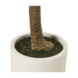 Close-up of the Hill Interiors Apulia Olive Tree base showing the textured trunk set in moss-covered soil within a white cylindrical pot.