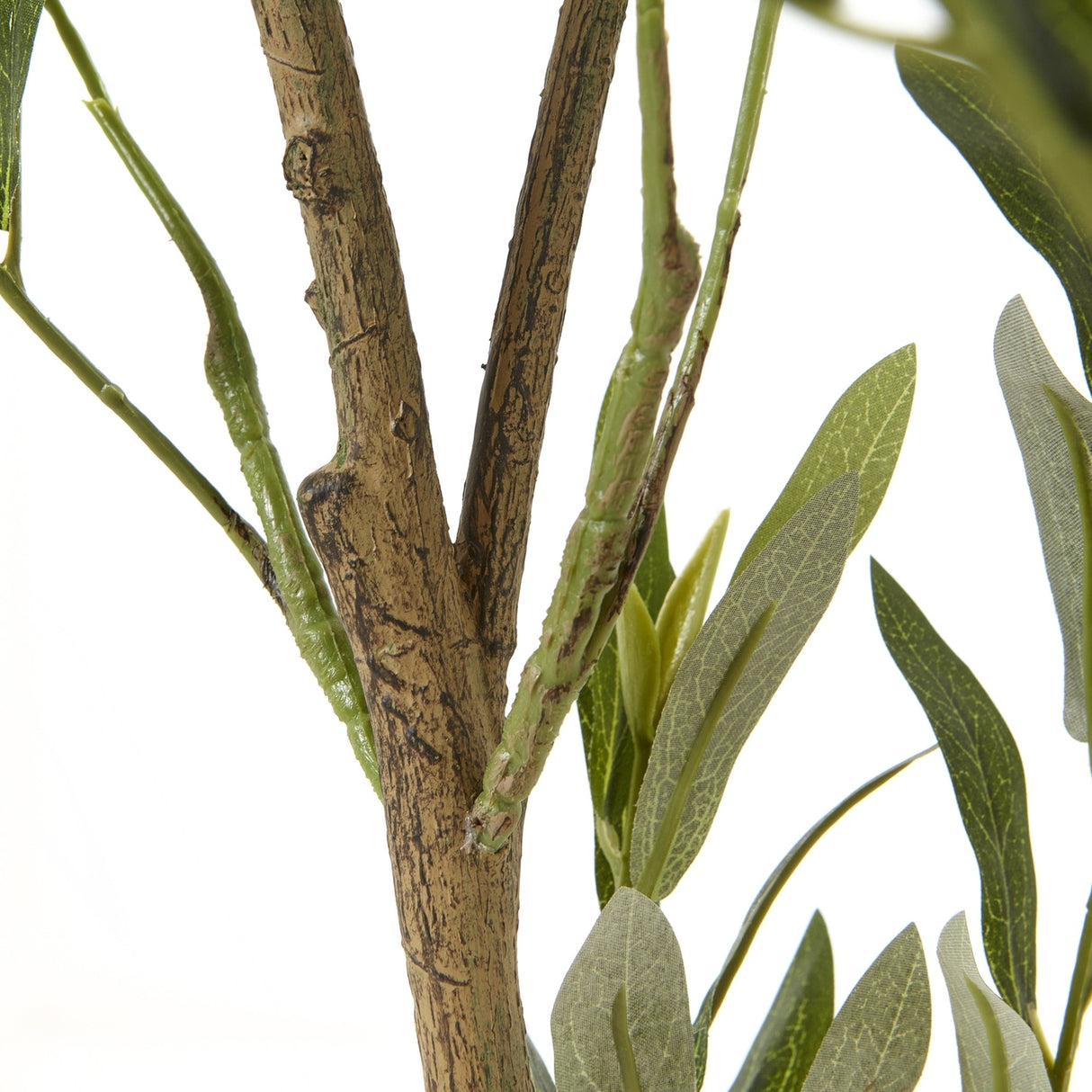 Close-up of the Hill Interiors Apulia Olive Tree with textured bark-effect trunk and stems of narrow silver-green leaves on a white background.
