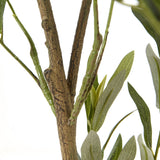 Close-up of the Hill Interiors Apulia Olive Tree with textured bark-effect trunk and stems of narrow silver-green leaves on a white background.