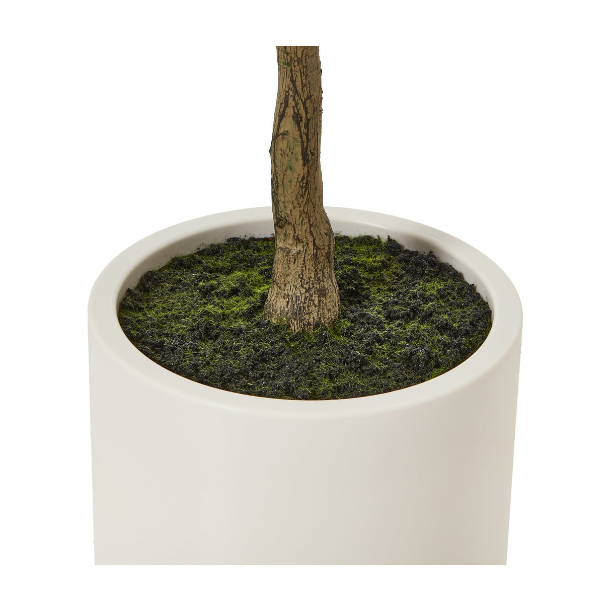 Close-up of the Hill Interiors Apulia olive tree's slender bark trunk rising from mossy soil in a white cylindrical pot on a plain background.
