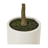 Close-up of the Hill Interiors Apulia olive tree's slender bark trunk rising from mossy soil in a white cylindrical pot on a plain background.