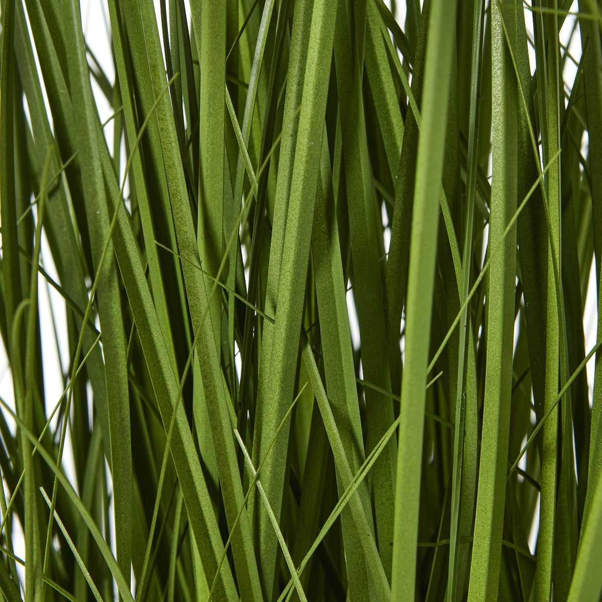 Close-up of the Hill Interiors White Allium Plant In Pot showing slim green blade-like foliage against a plain white background.