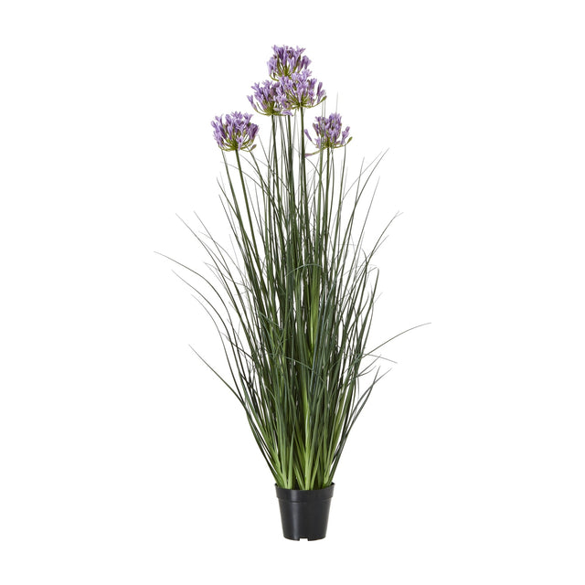 Hill Interiors Large Purple Agapanthus Plant In Pot with tall green grass-like stems and clustered violet florets in a black pot on a white background.