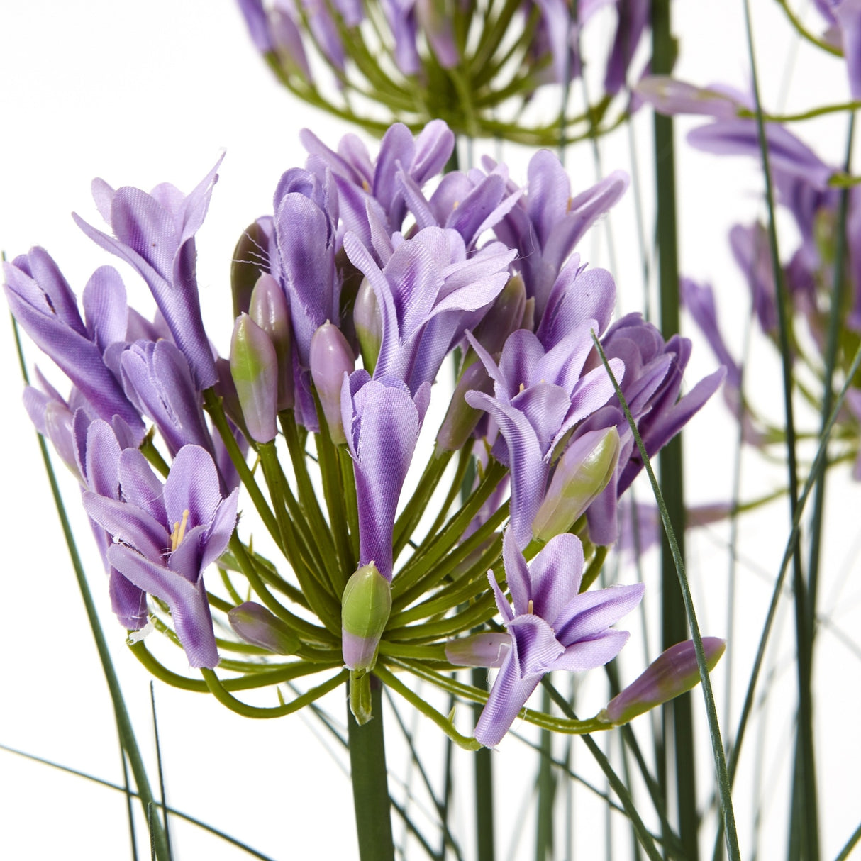 Close-up of Hill Interiors Large Purple Agapanthus Plant with rounded clusters of lilac florets and buds on upright green stems against a white background.