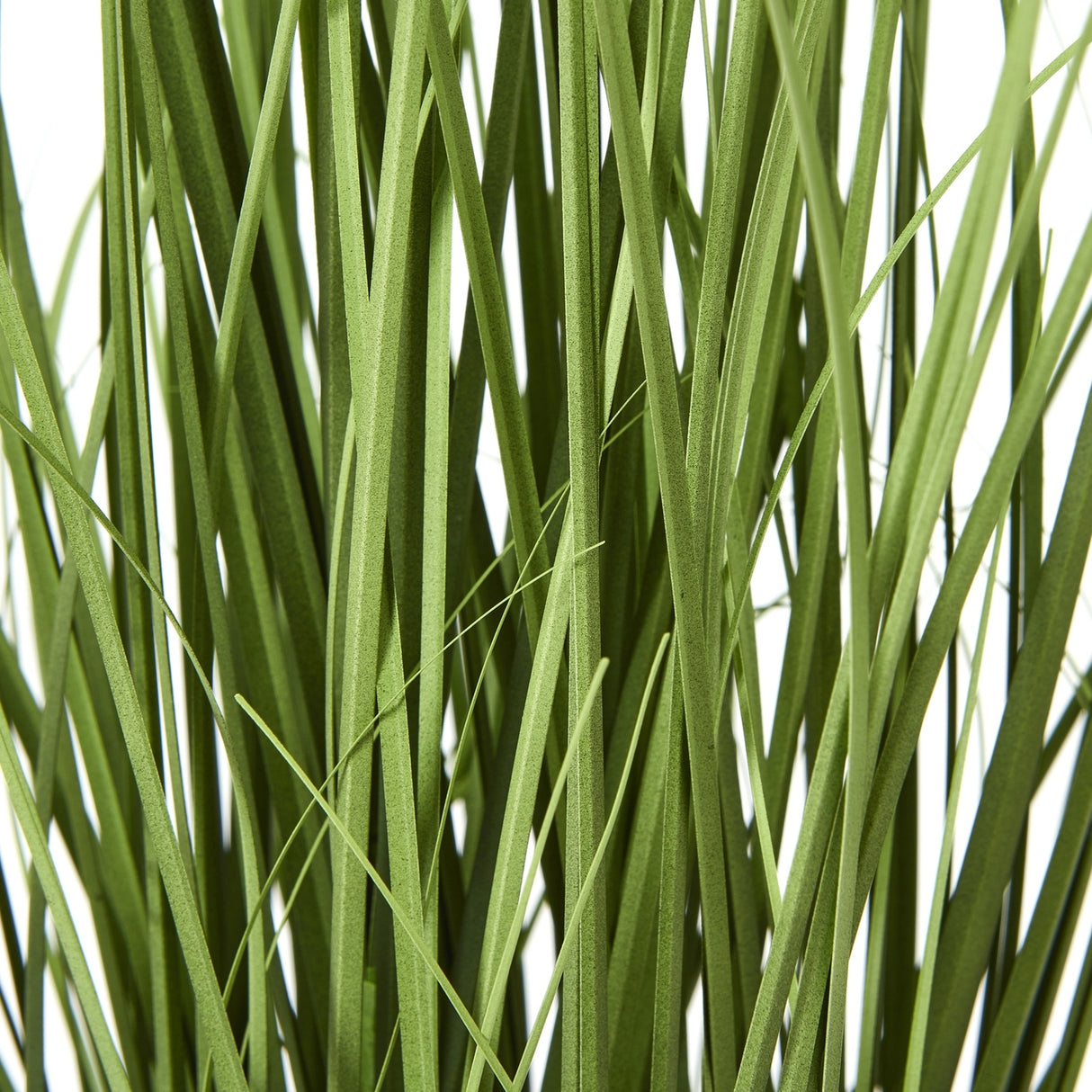 Close-up of the green strappy leaves and stems of the Hill Interiors White Agapanthus Plant In Pot against a plain white background.