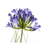 Close-up of Hill Interiors Blue Agapanthus faux plant showing clustered blue florets in a starburst head above slender green stems on a white background.