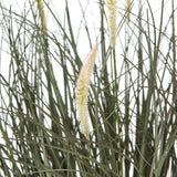 Close-up of Hill Interiors Fountain Grass Plant In Pot showing slender green blades and soft feathery cream plumes against a white background.