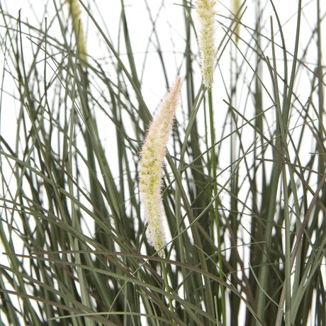 Close-up of Hill Interiors Fountain Grass Plant In Pot showing slender green blades and soft feathery cream plumes against a white background.