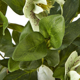 Close-up of Hill Interiors Green Hellebore Plant showing cup-shaped cream blooms with burgundy speckling, yellow stamens, and deeply veined green leaves.