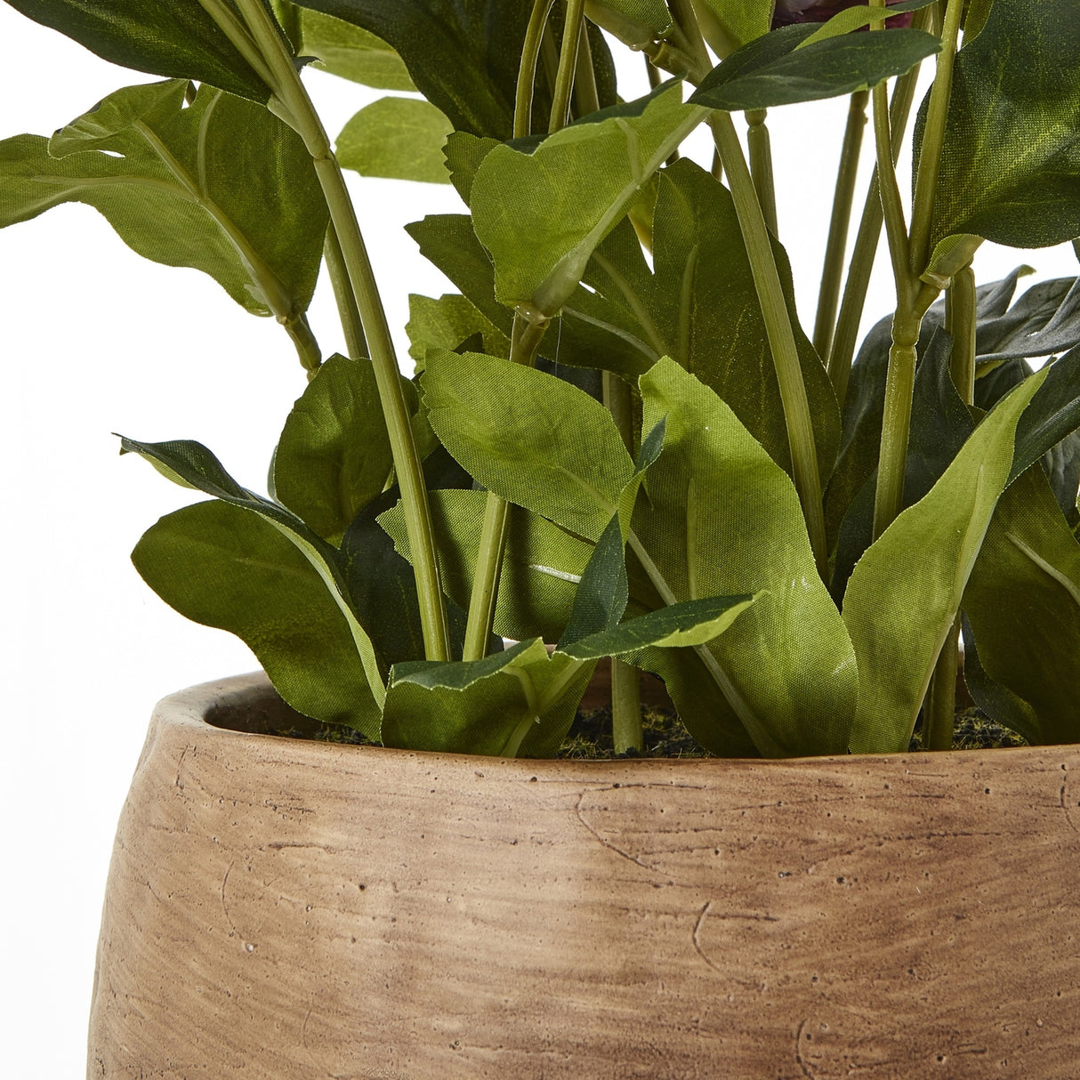 Close-up of the Hill Interiors Deep Plum Hellebore Plant showing toothed green leaves and stems rising from a textured taupe pot.