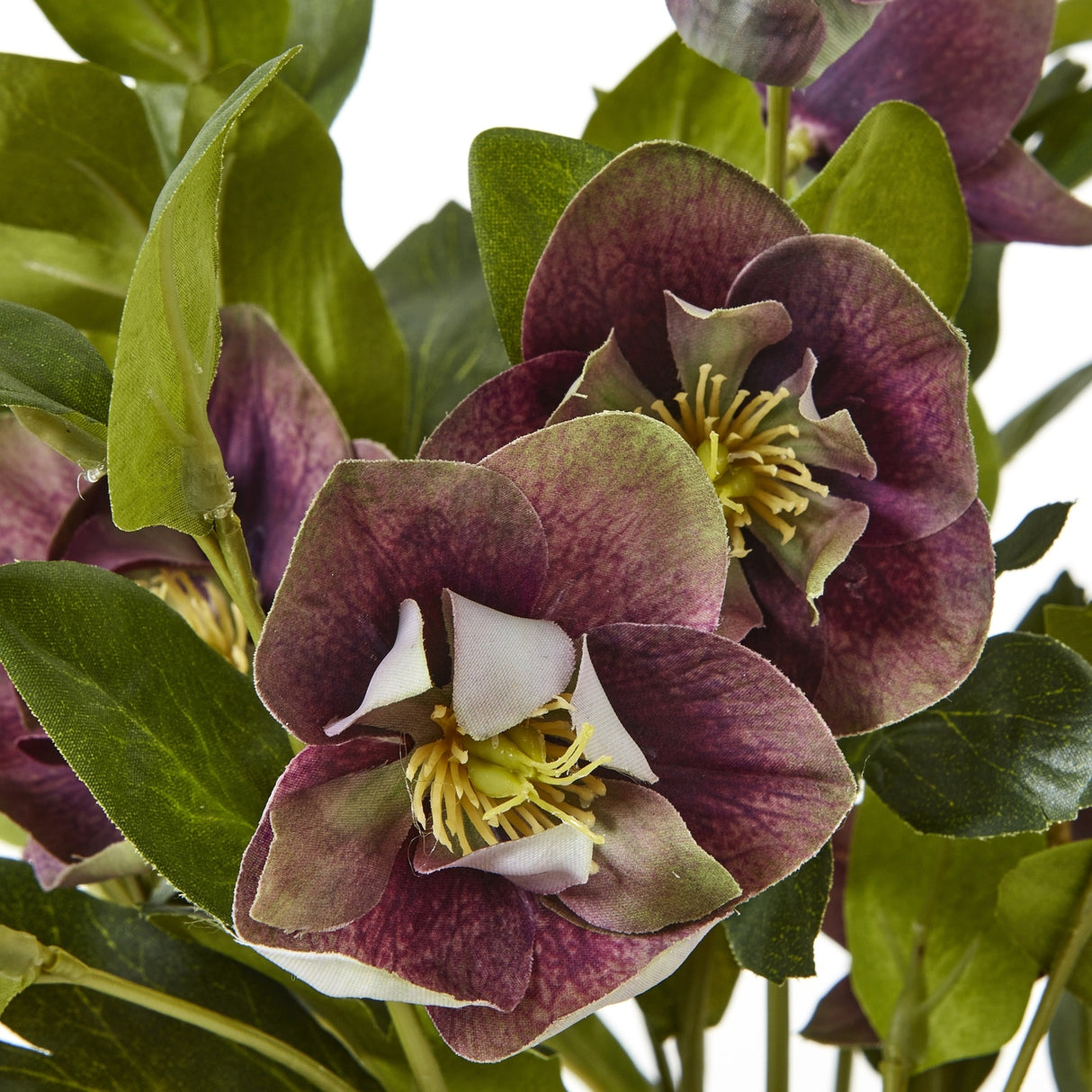Close-up of the Hill Interiors Deep Plum Hellebore faux plant, showing five-petalled purple blooms with veined surfaces, yellow stamen centres and green leaves.
